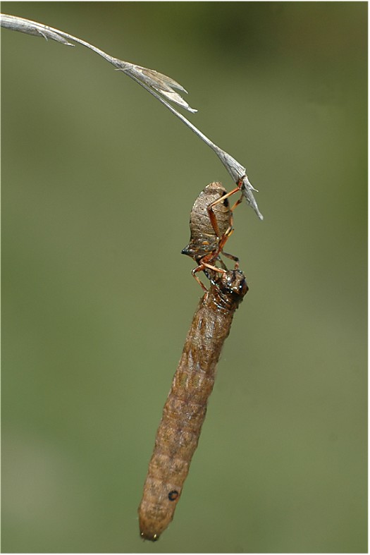 Picromerus bidens